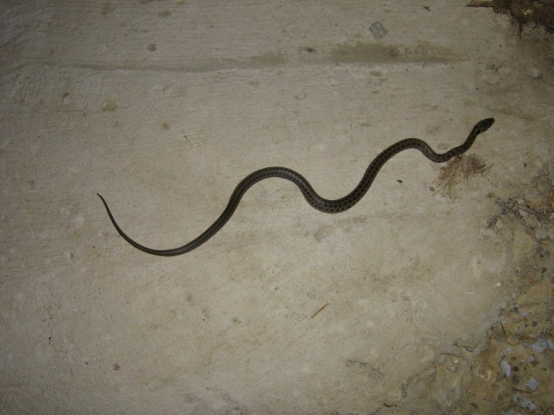Zamenis longissimus